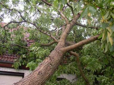 Baum wurde Stck fr Stck abgetragen